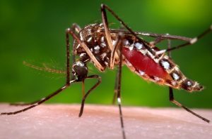 La Côte d'Ivoire avait enregistré dans le mois de juillet 2023, 73 cas confirmés dont 02 décès de la dengue