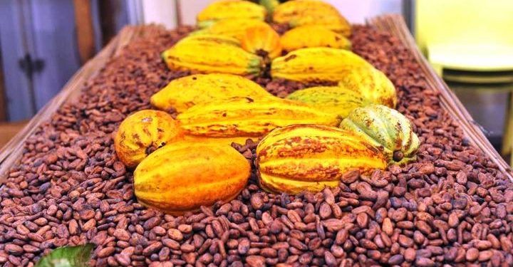Selon les données du Conseil du Café-Cacao, la filière emploie près de 1.000.000 planteurs et fait vivre près du quart de la population, soit environ 6 millions de personnes.