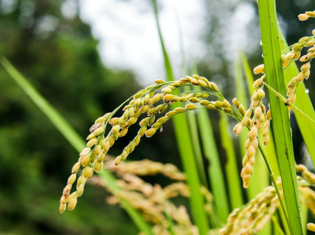 Le 1er août 2024, le Conseil des ministres a approuvé la création de dix nouvelles unités de transformation de riz dans diverses villes de Côte d'Ivoire.